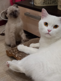 Сенечка и Боничка, самые лучшие котики. Сеня 3 года, Боня 3 месяца.