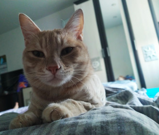 Кот Гусь. 2 года. Добрый, ласковый, никогда просто так не мяукает. :-)