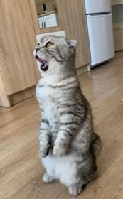 Леонардо, 3 года, 3 кг. Простой компьютерщик. Лучшая игрушка - компьютерная мышка. г. Петербург