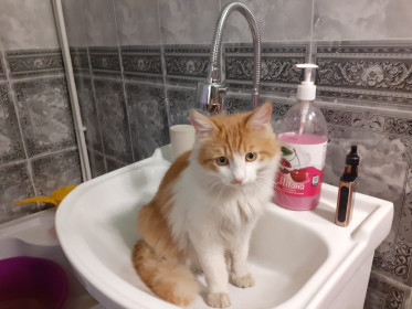 Кот Батон — любит «побатониться», 1 год. г. Благовещенск