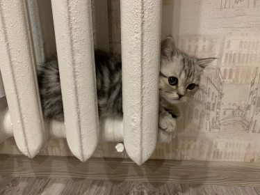 Котёнок Ричард, 4. месяца. Главный помощник по дому. г. Благовещенск