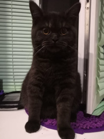 Кот Стич. Ему 1 год, он любит гулять на улице