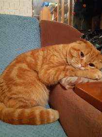 Тимоша, 2 года. Золотой питомец во всех смыслах. г. Благовещенск