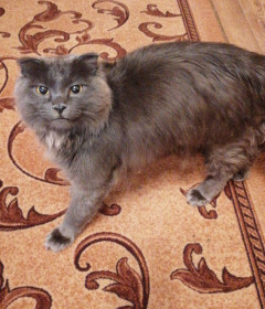 Наш любимый талисман — кот Кузьма.