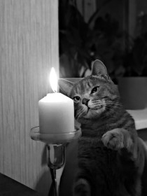 Сергей, 2 года, 6 кг. Самый спокойный кот в мире! г. Благовещенск