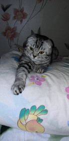 Кошка Туся. Ей 1,5 год. Она красивая и с черными пяточками.