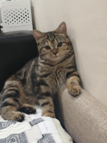 Кошечка Симка, 8 месяцев. Если бы Дон Корлеоне был кошкой, то выглядел бы именно так! г. Свободный