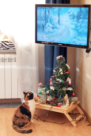 Мура, 9 лет, 5 кг. Люблю смотреть телевизор, свою хозяйку и спать. :-) г. Благовещенск