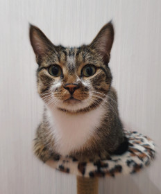 Семён, 3 года, 5 кг. Обладатель суперхаризмы. г. Благовещенск