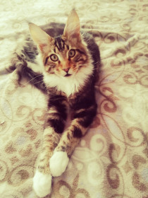 Дизель, 5 месяцев. Растёт, как на дрожжах, любимец детей! с. Белоярово Мазановский район