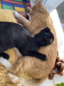 Вас приветствуют Семик (4 мес.) и Кузька (8 л). Игривые и весёлые коты, которые любят много покушать и поспать.