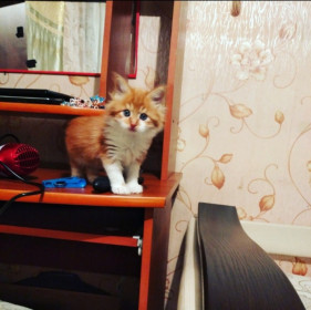 Малёк, 1 месяц. Наше солнышко, которое просто радует своим присутствием. Очень любопытный котенок.  г. Благовещенск