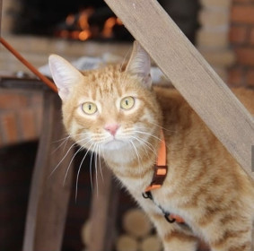 Лёва - Рыжий, 5 лет, г. Благовещенск