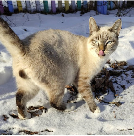 Барс, 11 месяцев. Просто любимчик.