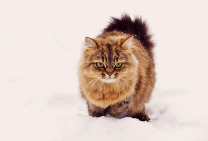 Соня, 2 года. Своенравна и с характером!