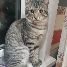 Бакс. Четкий кот, с грустными глазами