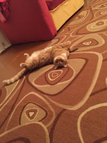 Лёва, 3 года, «бешеный». Считает своей обязанностью перегрызть ручки всех пакетов в доме. г. Благовещенск