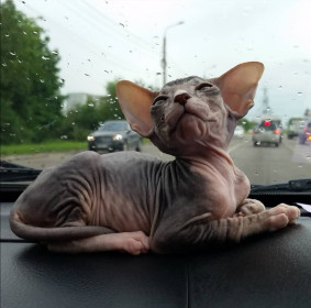 Маруся, 3 месяца. Любит кататься в машине и много кушать. п. Серышево