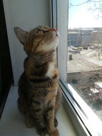 Алиса, 4 года. Запахло весной :-) Найдена под крышей дачи, в холодном ноябре 2017 года.