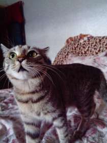 Нюша, 4 года. Пушистая злючка: очень любит кусаться и хватать за ноги, когда проходишь мимо.