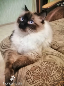 Ася, 4 года, 4,5 кг. Недотрога. г. Зея