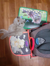 Котик Яша, 2 года. Любит будить меня по утрам в школу, а после проверять портфель. с. Варваровка