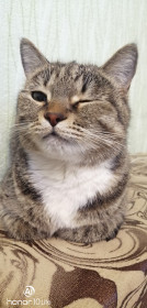 Кокетка Бусинка, 2 г. Ласковая мурлыка, которая развлекает старшую кошку. г. Зея