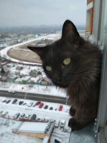 Кот Юра, 7 лет. Любит наблюдать за всеми из окна.