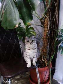 БАКS, 1,5 года. Любит вкусно поесть и поспать. п. Магдагачи