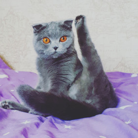 Мася, 4 года. Моя гимнасточка.