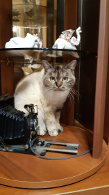 Груня- модель, 2 года, с.Тамбовка