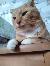 Кот Кузя. 8 лет. Предпенсионный  возраст, кушаем и спим.