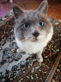 Кот Семён. 3 года. Простой сельский житель. с. Грибское