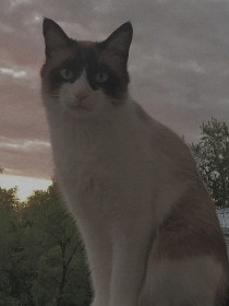 ГАВ, 13 кг,7 лет. Очень любит природу, может часами ею любоваться.