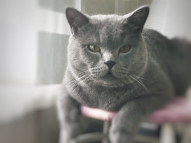 Джонни, 3,5 года, 5 кг. Путешественник и любитель поиграть в мячик. Переехал жить на Дальний Восток из Сибири. п. Талакан