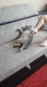 Кот Динкельман, 2 года. Лежебока. г. Сковородино