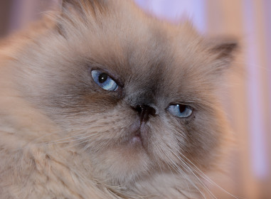 Его Величество Марсель. 3,5 года. Считает, что хозяева нужны, только чтобы кормить Его Величество.