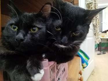 Демон и Каролева, 10 месяцев. Парочка синхронистов, делающая все вместе. г. Благовещенск