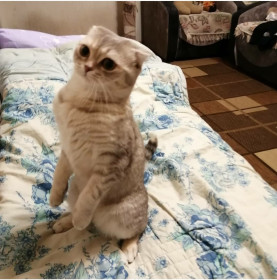 Нэся, 3 года. Рычит, как собака, когда звонят в домофон или в двери стучат.