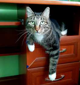 Мурзик, 7 лет, 5 кг. Самый непосредственный кот в мире. г. Завитинск, Завитинского района