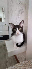 Кот Сэм, 4 года. Самый добрый, ласковый ушастик!