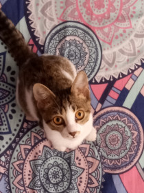 Фокс. 10 месяцев, 4 кг. Благовещенск. Мастер по урчанию. Превратился из уличного дикаря в домашнего интеллигента.