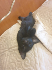 Лексус. 2 месяца. Спят усталые игрушки.