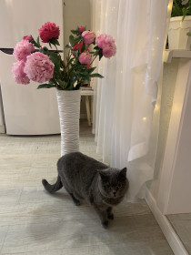 Мартин в марте. 3 года. Руками не трогать: не любит он всех этих нежностей