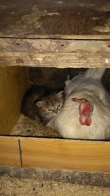 Маня воспитана курами. Сейчас Мане 2 года, выросла и защищает кур от чужих кошек, повадившихся лазать в курятник. Не кукарекает.