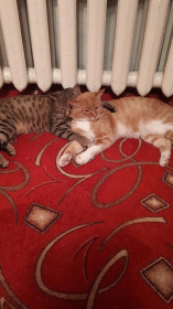 Коты Рыжик и Роки. По 2 года. Друзья навеки.