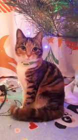 Лапочка — мисс Вселенная, 1 год. Благодаря этой красавице наша ёлка не раз теряла сознание.