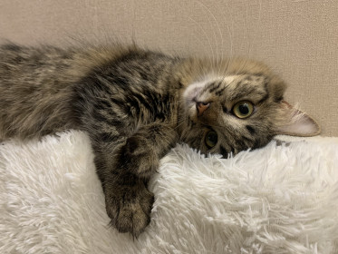 Масяня, 1 год. 2,5 кг. Самая ласковая кошечка на свете. г.  Завитинск