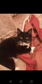 Мишель, 9 месяцев. С. Константиновка