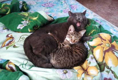 Кот Василий, 5 лет и кошка Нюша, 3 года — та еще сладкая парочка. г. Благовещенск